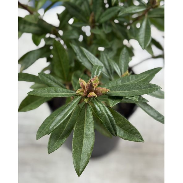 'Govenianum' - azaleodendron
Rhododendron (Azaleodendron) 'Govenianum'