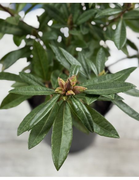'Govenianum' - azaleodendron
Rhododendron (Azaleodendron) 'Govenianum'