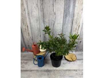 'Govenianum' - azaleodendron
Rhododendron (Azaleodendron) 'Govenianum'
