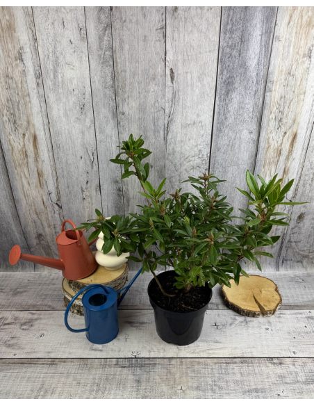 'Govenianum' - azaleodendron
Rhododendron (Azaleodendron) 'Govenianum'