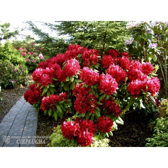 Różanecznik Francesca