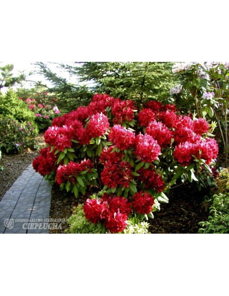 Różanecznik Francesca