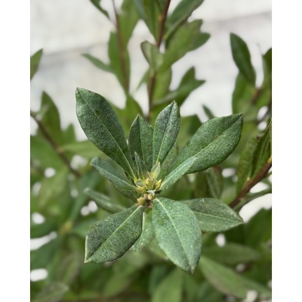 'Snowbird' - azalia nadbrzeżna
Rhododendron atlanticum (Azalea) 'Snowbird'