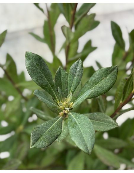 'Snowbird' - azalia nadbrzeżna
Rhododendron atlanticum (Azalea) 'Snowbird'