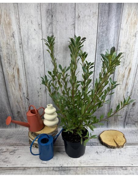 'Snowbird' - azalia nadbrzeżna
Rhododendron atlanticum (Azalea) 'Snowbird'