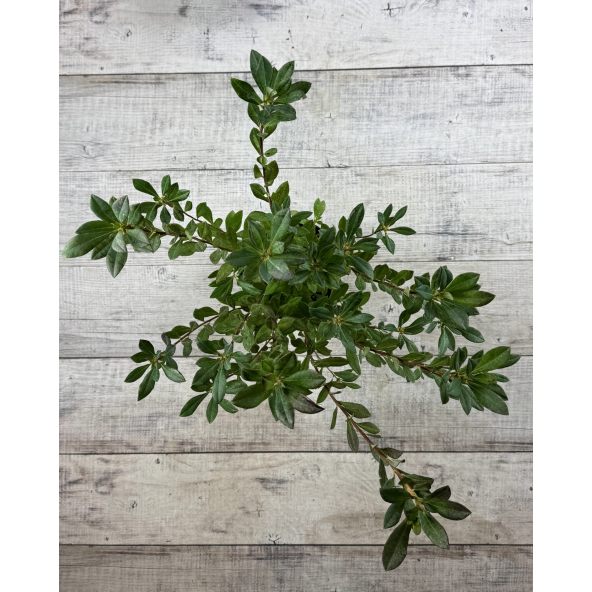 'Snowbird' - azalia nadbrzeżna
Rhododendron atlanticum (Azalea) 'Snowbird'