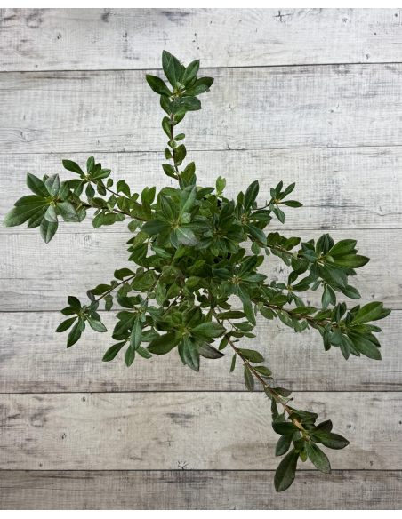 'Snowbird' - azalia nadbrzeżna
Rhododendron atlanticum (Azalea) 'Snowbird'