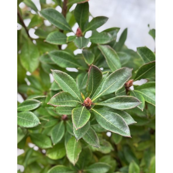 'Pink Form' - azalia drzewkowata
Rhododendron arborescens (Azalea) 'Pink Form'