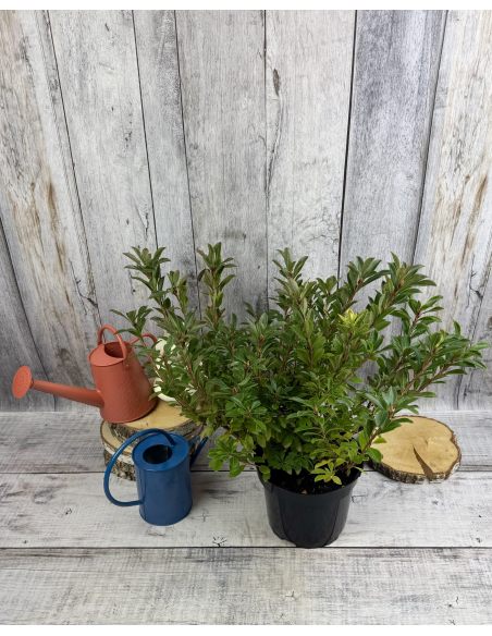 'Pink Form' - azalia drzewkowata
Rhododendron arborescens (Azalea) 'Pink Form'