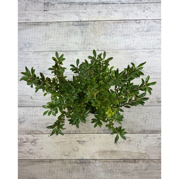 'Pink Form' - azalia drzewkowata
Rhododendron arborescens (Azalea) 'Pink Form'