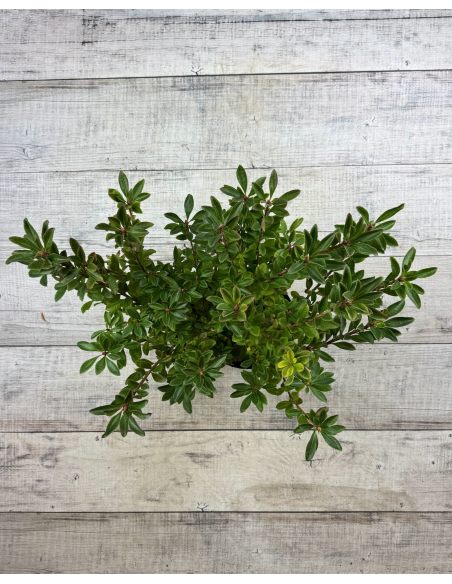 'Pink Form' - azalia drzewkowata
Rhododendron arborescens (Azalea) 'Pink Form'