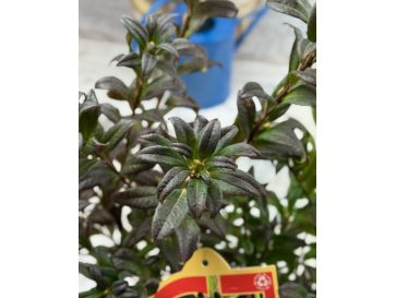 'Weston's Lollipop' - azalia lepka
Rhododendron viscosum (Azalea) 'Weston's Lollipop' 2