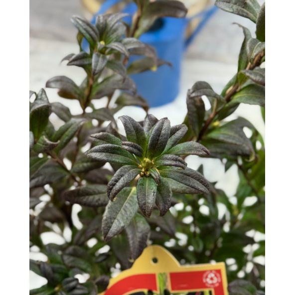 'Weston's Lollipop' - azalia lepka
Rhododendron viscosum (Azalea) 'Weston's Lollipop'