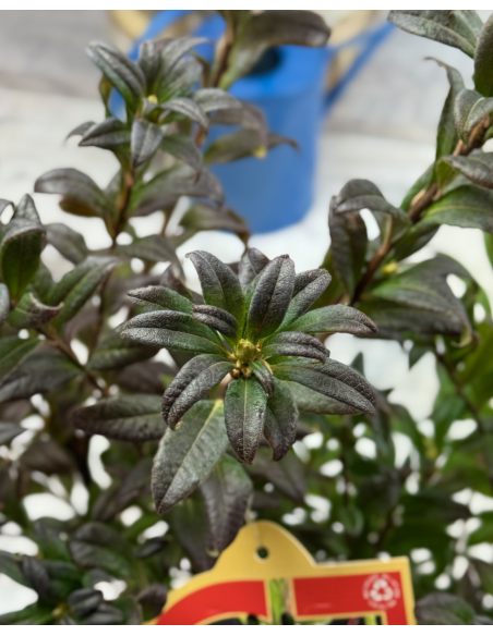 'Weston's Lollipop' - azalia lepka
Rhododendron viscosum (Azalea) 'Weston's Lollipop'