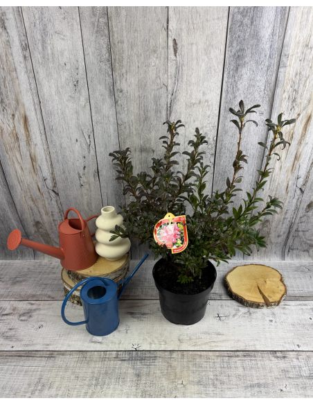 'Weston's Lollipop' - azalia lepka
Rhododendron viscosum (Azalea) 'Weston's Lollipop'