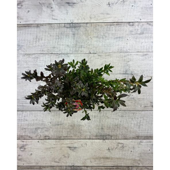 'Weston's Lollipop' - azalia lepka
Rhododendron viscosum (Azalea) 'Weston's Lollipop'