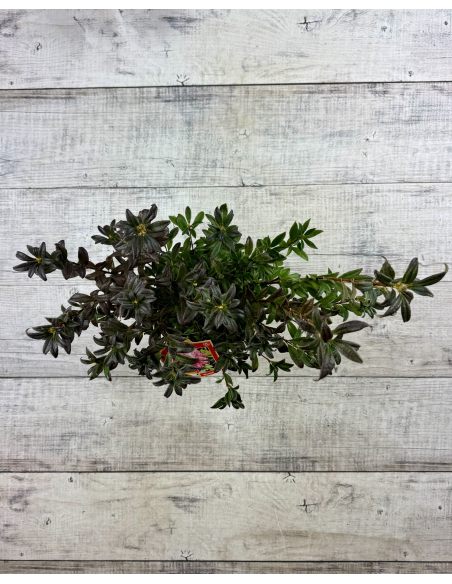 'Weston's Lollipop' - azalia lepka
Rhododendron viscosum (Azalea) 'Weston's Lollipop'