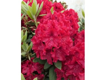 'Erato' - różanecznik wielkokwiatowy
Rhododendron hybridum 'Erato'