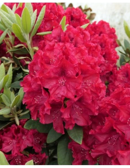 'Erato' - różanecznik wielkokwiatowy
Rhododendron hybridum 'Erato'