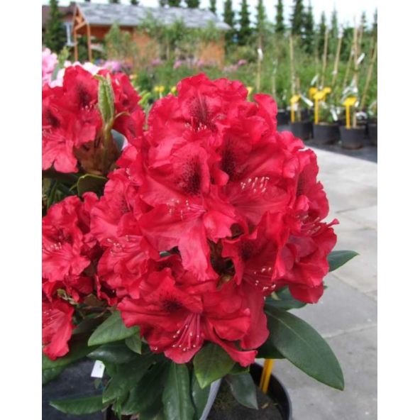 'Erato' - różanecznik wielkokwiatowy
Rhododendron hybridum 'Erato'