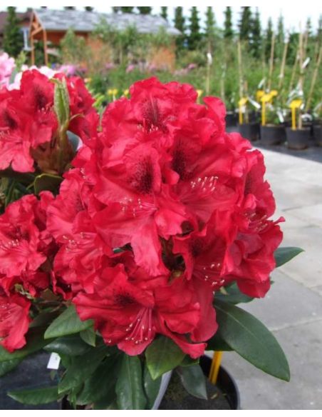 'Erato' - różanecznik wielkokwiatowy
Rhododendron hybridum 'Erato'