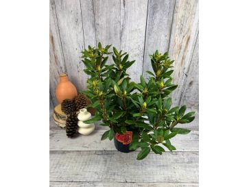 'Erato' - różanecznik wielkokwiatowy
Rhododendron hybridum 'Erato' 2