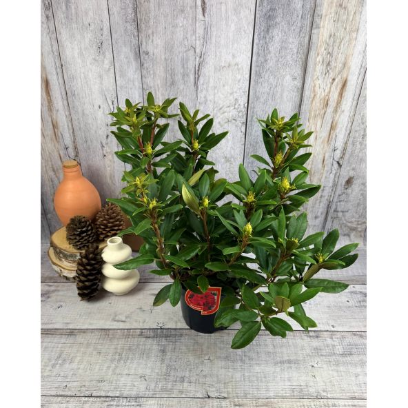 'Erato' - różanecznik wielkokwiatowy
Rhododendron hybridum 'Erato'