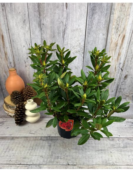 'Erato' - różanecznik wielkokwiatowy
Rhododendron hybridum 'Erato'