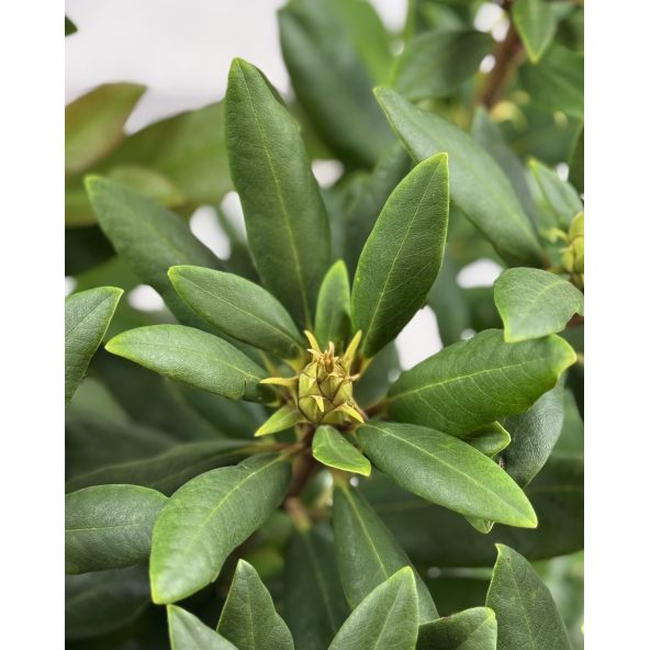 'Erato' - różanecznik wielkokwiatowy
Rhododendron hybridum 'Erato'