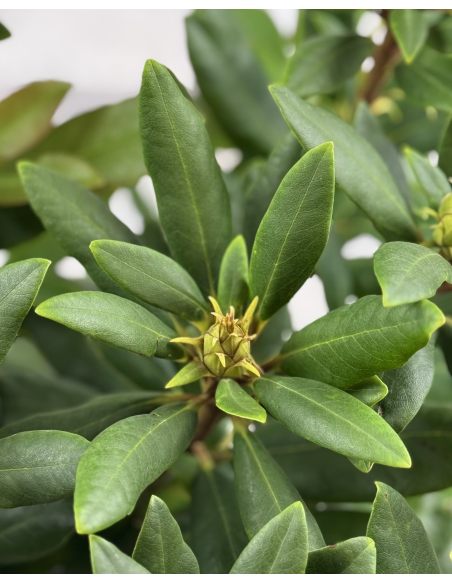 'Erato' - różanecznik wielkokwiatowy
Rhododendron hybridum 'Erato'