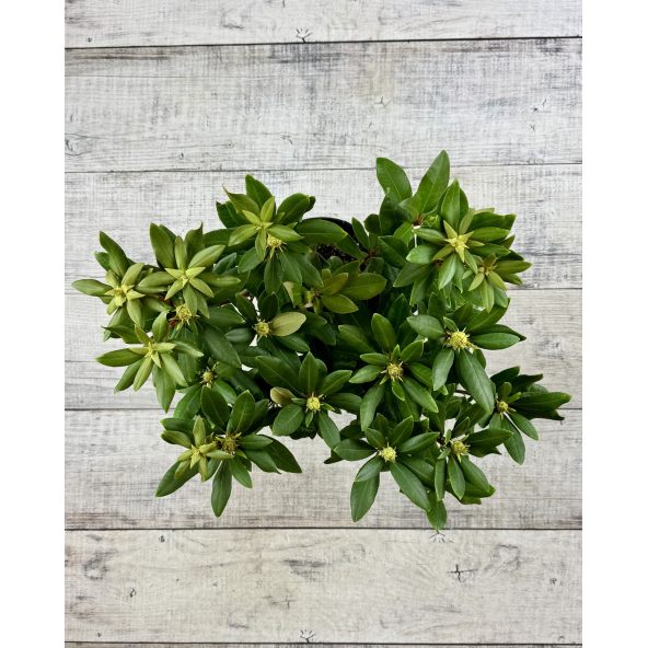 'Erato' - różanecznik wielkokwiatowy
Rhododendron hybridum 'Erato'