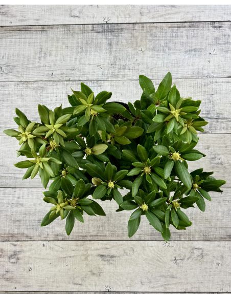 'Erato' - różanecznik wielkokwiatowy
Rhododendron hybridum 'Erato'