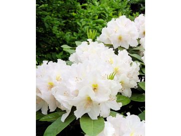 'Eskimo' - różanecznik wielkokwiatowy
Rhododendron hybridum 'Eskimo'