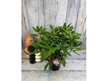 'Eskimo' - różanecznik wielkokwiatowy
Rhododendron hybridum 'Eskimo' 2