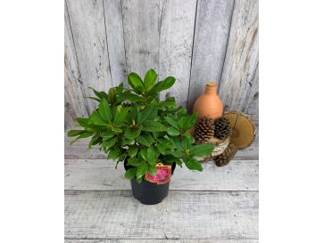 'Germania' - różanecznik wielkokwiatowy
Rhododendron hybridum 'Germania' 2