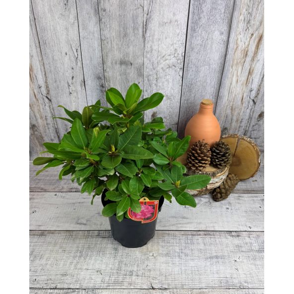 'Germania' - różanecznik wielkokwiatowy
Rhododendron hybridum 'Germania'