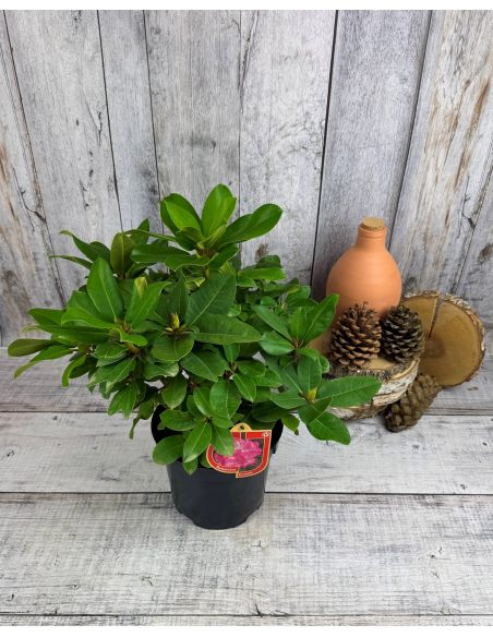 'Germania' - różanecznik wielkokwiatowy
Rhododendron hybridum 'Germania'