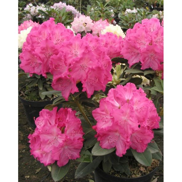 'Germania' - różanecznik wielkokwiatowy
Rhododendron hybridum 'Germania'