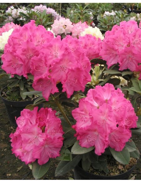 'Germania' - różanecznik wielkokwiatowy
Rhododendron hybridum 'Germania'