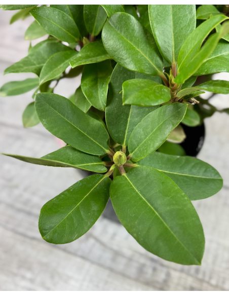 'Germania' - różanecznik wielkokwiatowy
Rhododendron hybridum 'Germania'