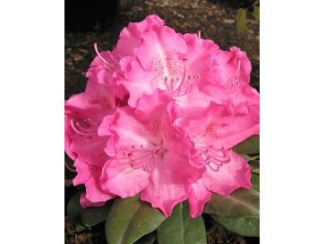 'Germania' - różanecznik wielkokwiatowy
Rhododendron hybridum 'Germania'