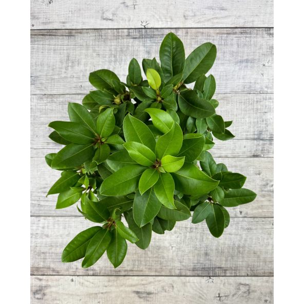 'Germania' - różanecznik wielkokwiatowy
Rhododendron hybridum 'Germania'