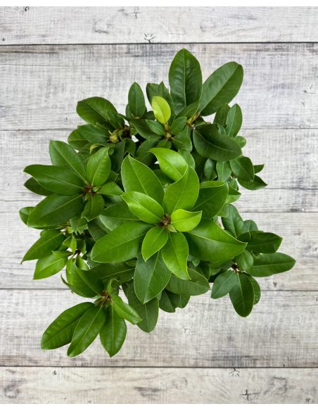 'Germania' - różanecznik wielkokwiatowy
Rhododendron hybridum 'Germania'