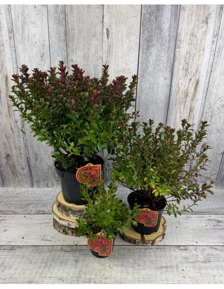 'Čertoryje' - Azalia japońska
Rhododendron 'Čertoryje'
(Brunella x Kroměříž)