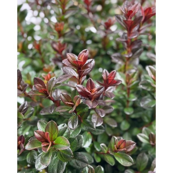 'Čertoryje' - Azalia japońska
Rhododendron 'Čertoryje'
(Brunella x Kroměříž)