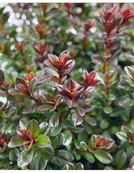 'Čertoryje' - Azalia japońska
Rhododendron 'Čertoryje'
(Brunella x Kroměříž)