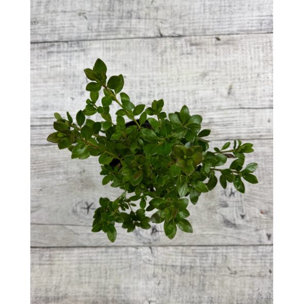 'Čertoryje' - Azalia japońska
Rhododendron 'Čertoryje'
(Brunella x Kroměříž)