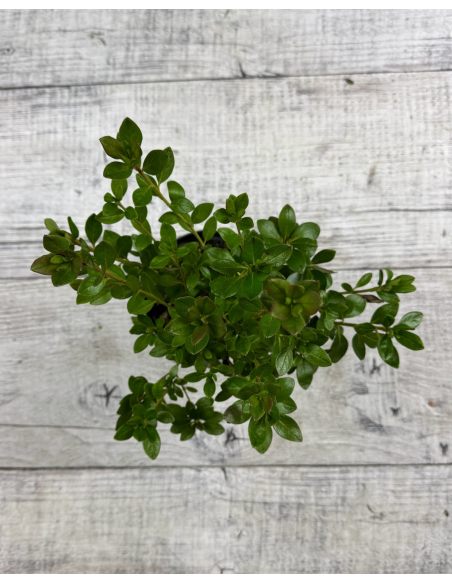 'Čertoryje' - Azalia japońska
Rhododendron 'Čertoryje'
(Brunella x Kroměříž)