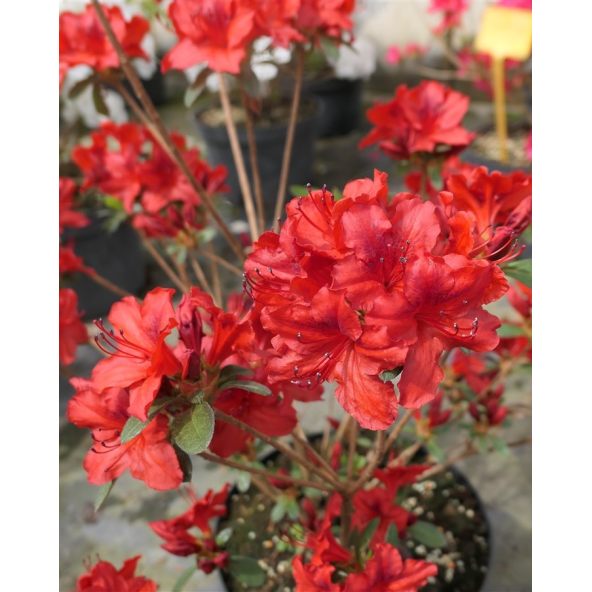 'Čertoryje' - Azalia japońska
Rhododendron 'Čertoryje'
(Brunella x Kroměříž)