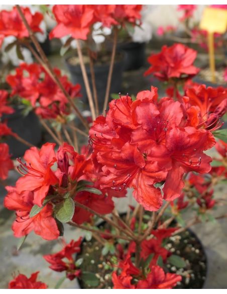 'Čertoryje' - Azalia japońska
Rhododendron 'Čertoryje'
(Brunella x Kroměříž)